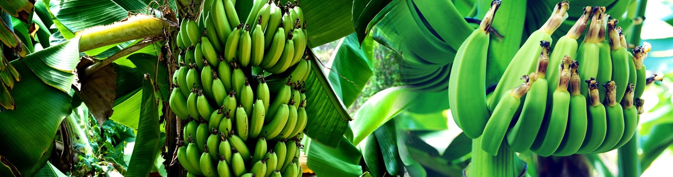 banner1