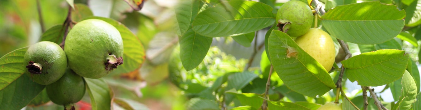 banner1